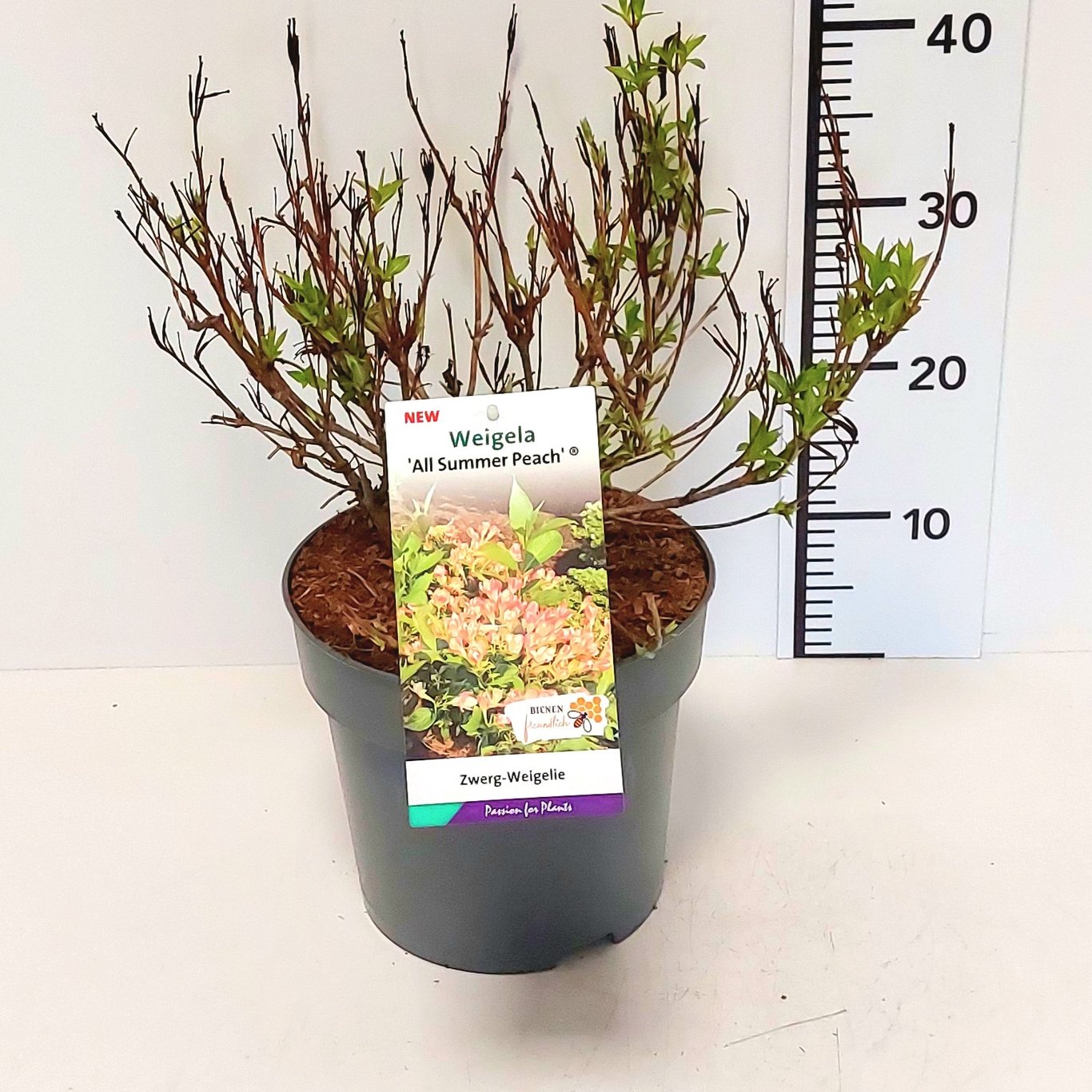 Weigela 'All Summer Peach'® - C5 30-40 CM